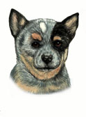 Australian Cattle Dog Puppy